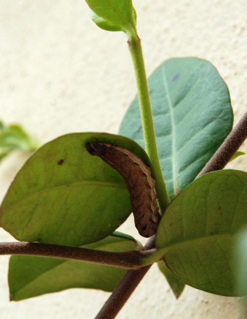 Noctua pronuba: bruco su gelsomino